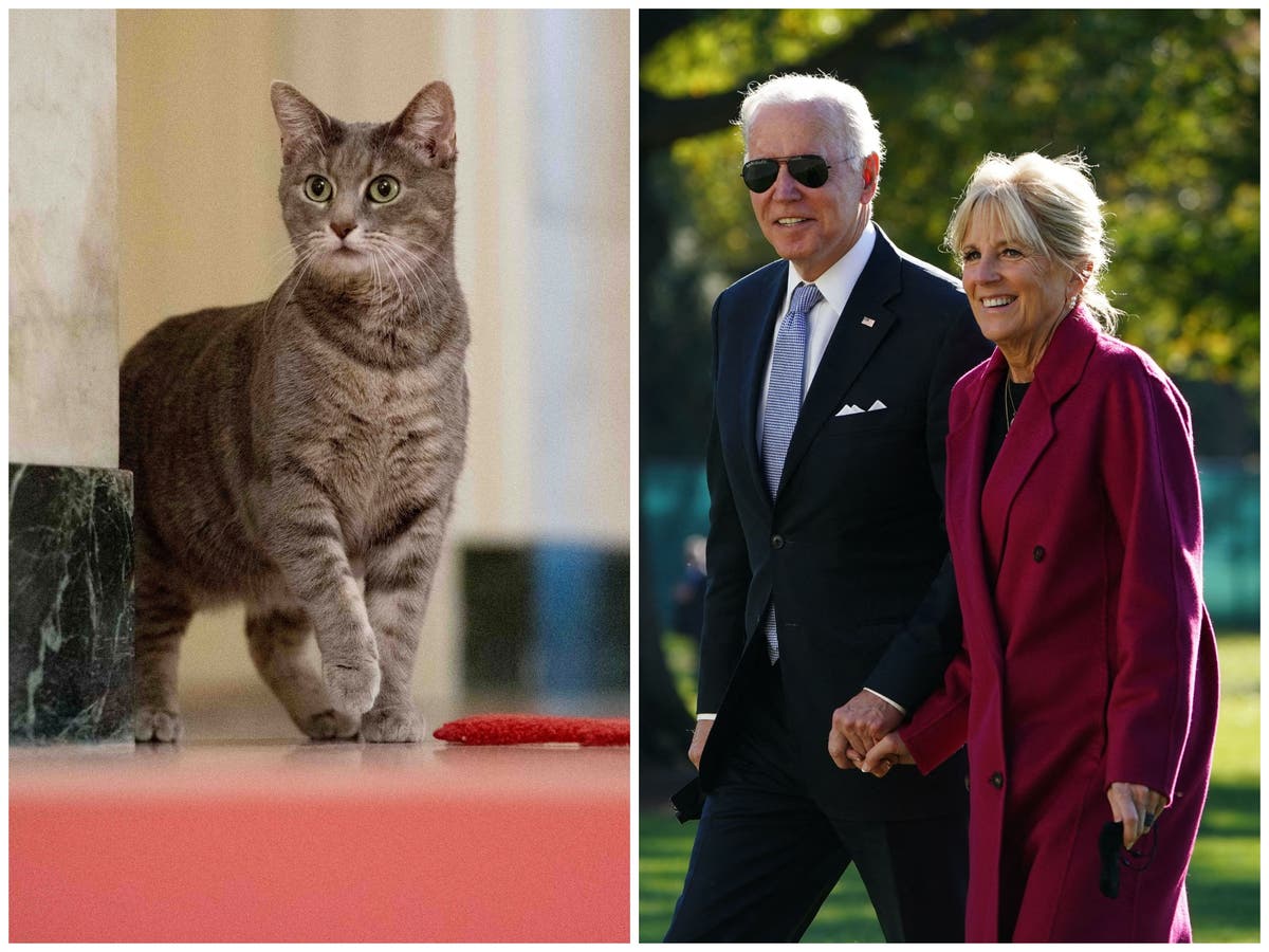 joe-biden-welcomes-willow-the-cat-to-the-white-house-the-independent